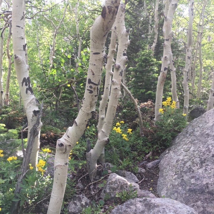 5C5FECAB-95CE-40EE-8477-152E88BE56DE