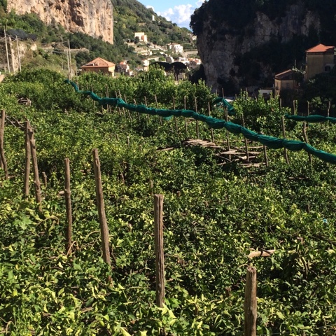 209EC3DE-E2A1-4C5D-9964-B4B3FF74EA7A