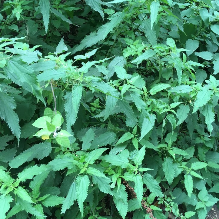 31E64DEE-5AA8-494F-A181-7370D6AB2D75