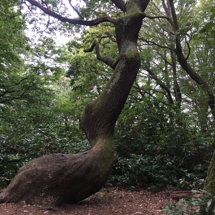 81CE3974-6231-4980-A3C7-B47DD16486E0