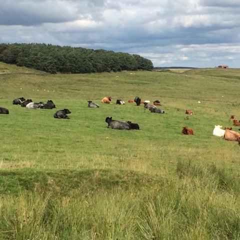 55E1D5AE-212D-4721-A3F6-84C361FA7422